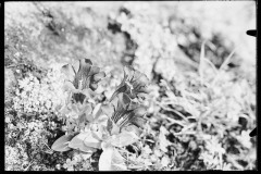 Karl_Max_Kessler_0817