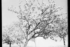 Karl_Max_Kessler_1430