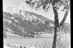 Blick durch Baum auf den Berge in der Region am Haldensee