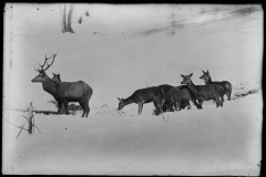 Gruppe von Wildtieren (Hirsche,Rehe) auf einem verschneiten Feld