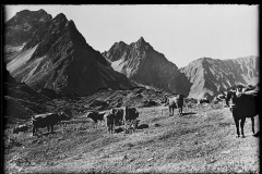 Kuhherde am Grasen dahinter steinige Bergkulisse