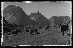 Kuhherde am Grasen dahinter steinige Bergkulisse