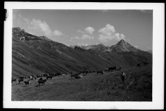 Kuhherde am Grasen dahinter steinige Bergkulisse, mit Bauer