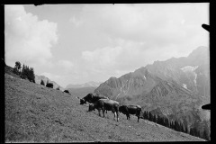Kuhherde am Grasen dahinter steinige Bergkulisse