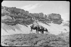Kuhherde am Grasen dahinter steinige Bergkulisse, Ifenplateau