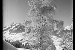 Verschneiter Baum in einer Schnee-/ Berglandschaft