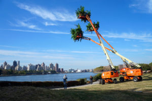 Brooks_David_image 08 David Brooks, Gap Ecology, 2013-2023, 60’ aerial boom lifts, Majesty palms, weather