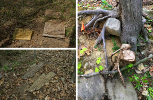 Brooks_David_image 10 David Brooks, Permanent Field Observations, 2018-ongoing, Thirty bronze castings of ephemeral natural objects within Storm King’s wooded perimeter, permanently affixed directly next to the subjects from which they were cast