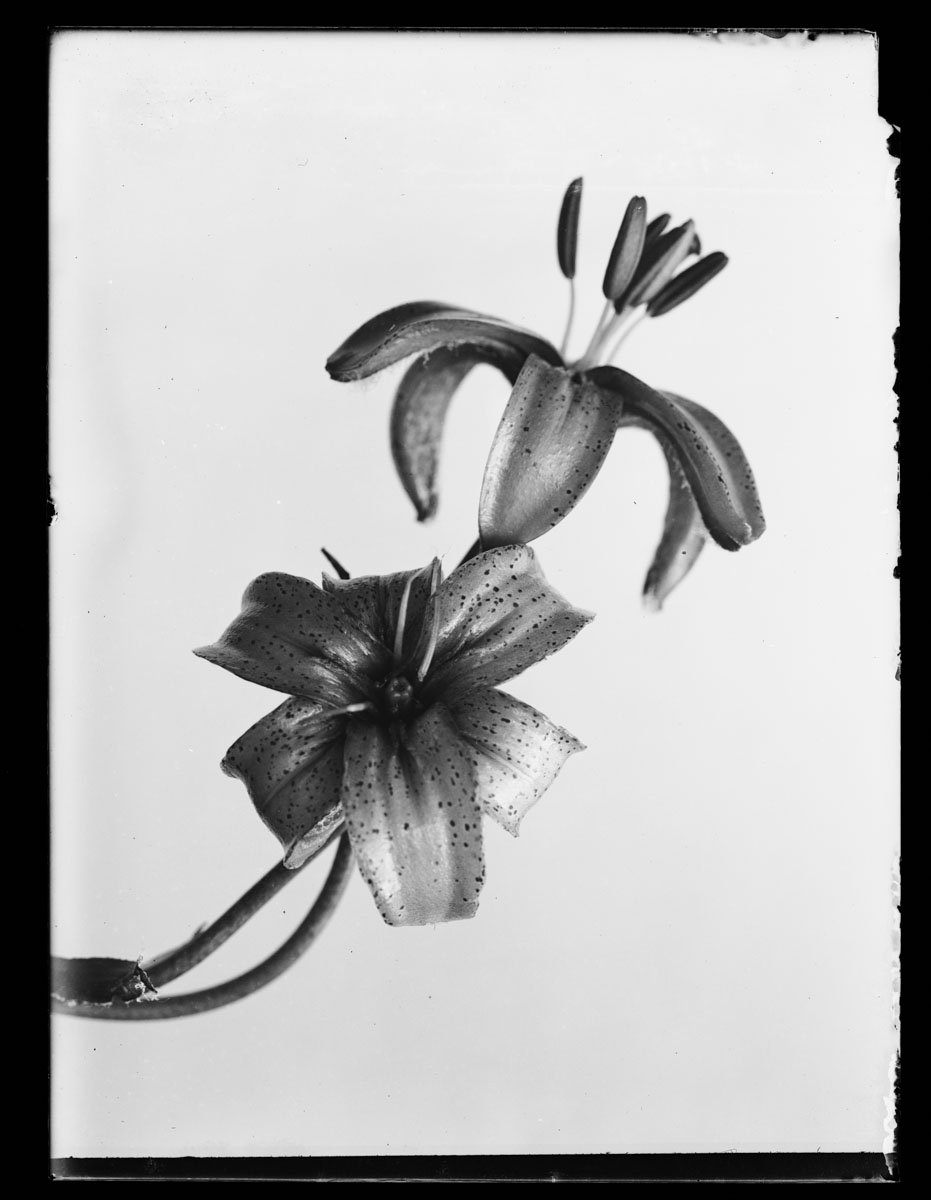 KMK-0819